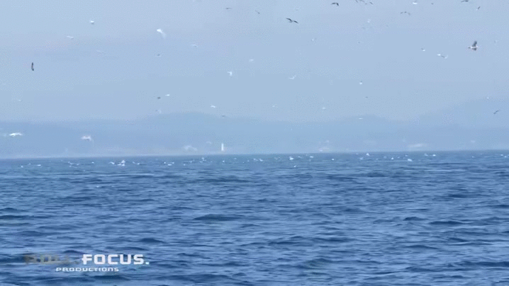 foca,lanzar,menudo golpe,muchos metros de altura,orca,volar