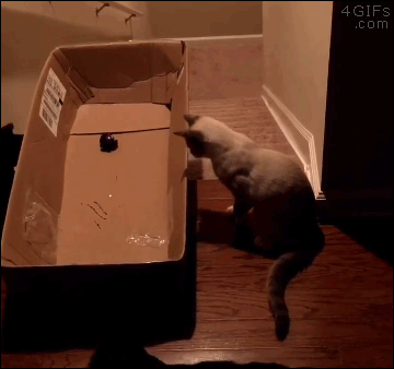 caja,escaleras,gatos,laser,trampa