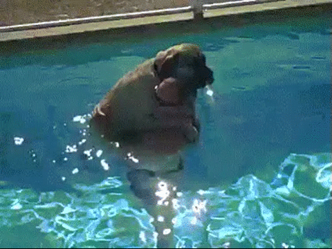 agua,miedo,perro,piscina