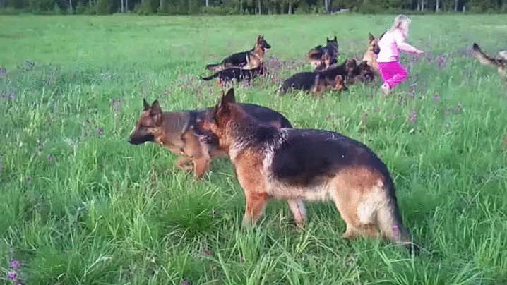 cachorros,jugar,manada,niña,pastores alemanes,perros