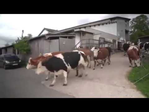 33864 - Mira cómo reaccionan estas vacas al correr libres por primera vez