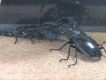 beetle,bichos,escarabajo,escorpion,ha visto mucho WWE,insectos,pelea
