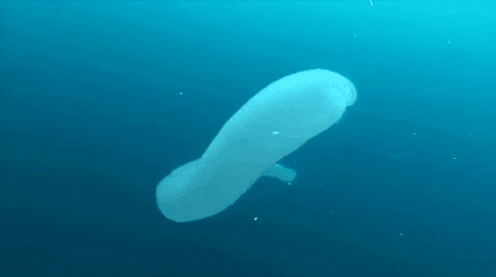curioso,fondo del mar,medusa tubular,parece de plastico,pez