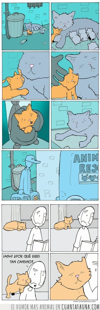 viñetas,gatos,la vida con un gato