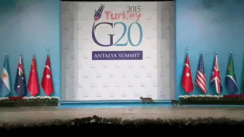 anatolia,colarse,g20,gatos,seguridad,turkey,turquia