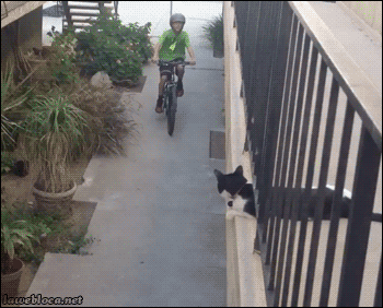 bicicleta,choca,gato,high five,trayecto