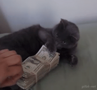 gato,dinero,atacar,fajo,billetes