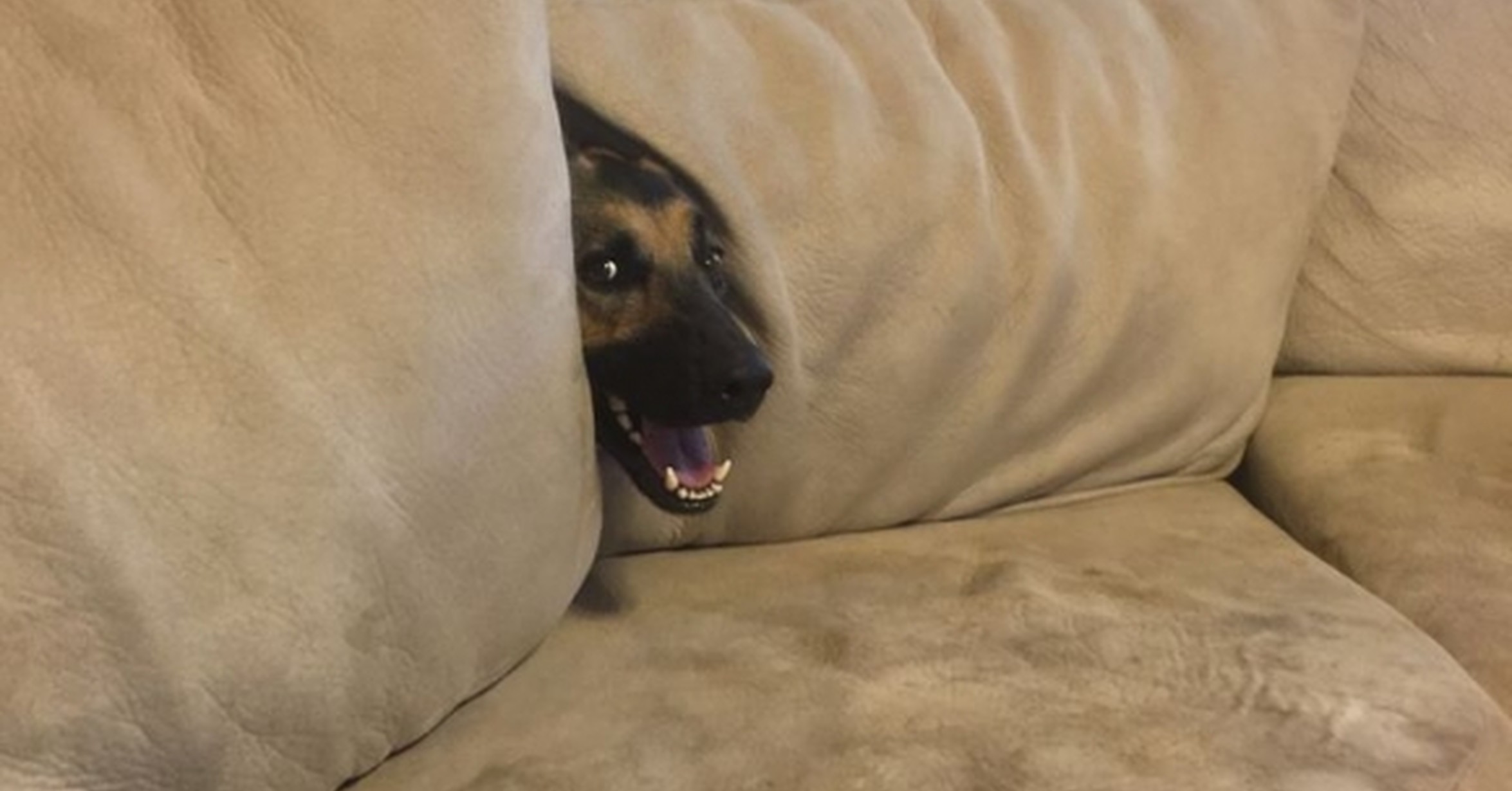 Собака под диваном
