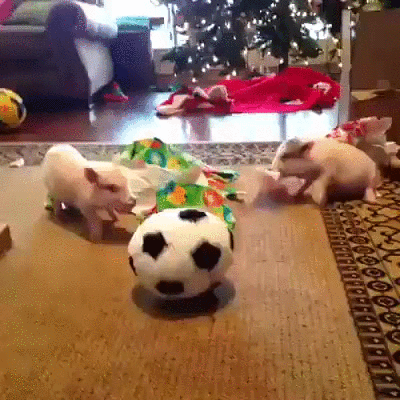 cerditos,cerdo,cerdos,futbol,jugar,muy adorables,navidad,pelota,que monos