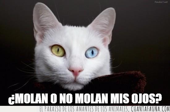 gatito,blanco,precioso,ojos de colores