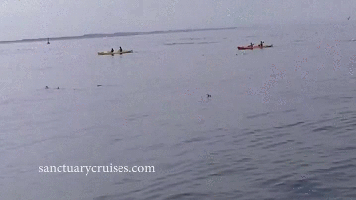 ballena,barca,el agua debe estar calentita,encima,kayak,menudo susto,saltar