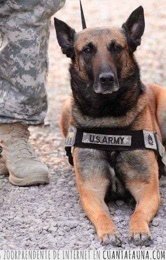 perros,militares,EEUU,bombas,héroes,ejército