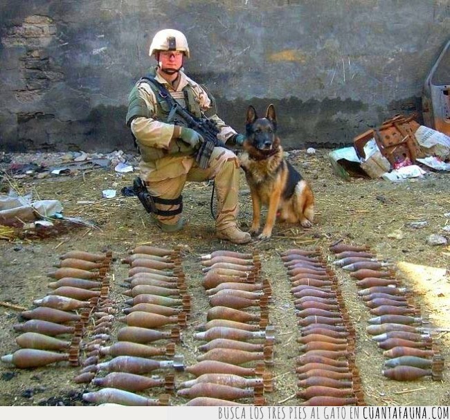 perros,militares,EEUU,bombas,héroes,ejército