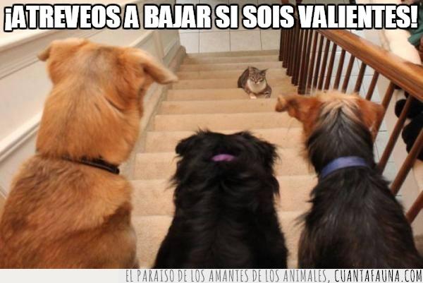 gatos,perros,escaleras,tres contra uno,valiente