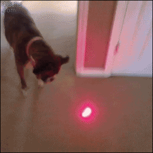 confundido,laser,muchos puntos,multiplicar la luz,perro,puntero,punto,rojo