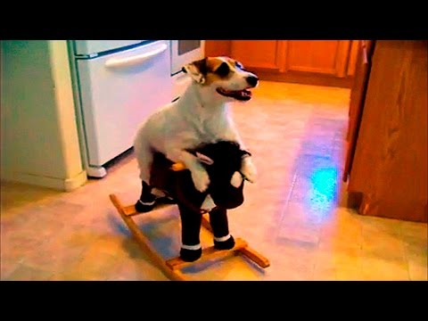 34324 - Algunos perros son capaces de aprender trucos realmente difíciles