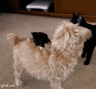 cachorro,gatito adorable con calcetinitos blancos,gato,jugar,negro,vista periferica