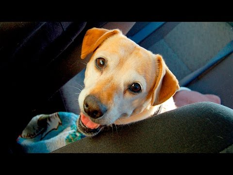 34453 - Perros viajando en coche por primera vez y flipándolo mucho