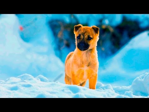 34454 - Perros jugando en la nieve por primera vez
