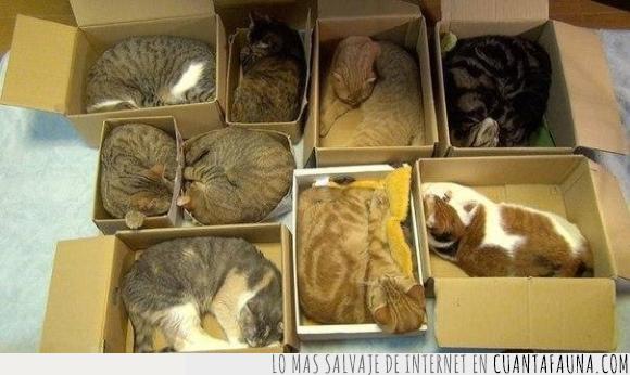 animal,caja,gato,miau,orden,típico