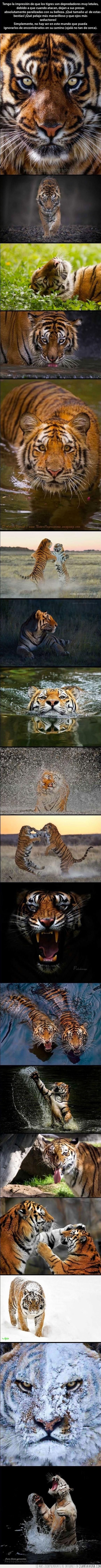 animal,majestuoso,tigre