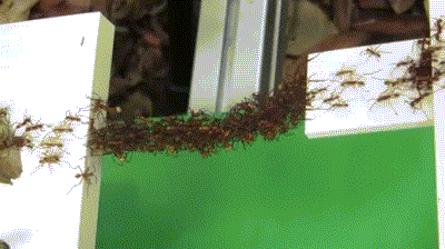 hormiga,Hormigas,Insecto,Inteligencia,Inteligentes,Mesa,Puente