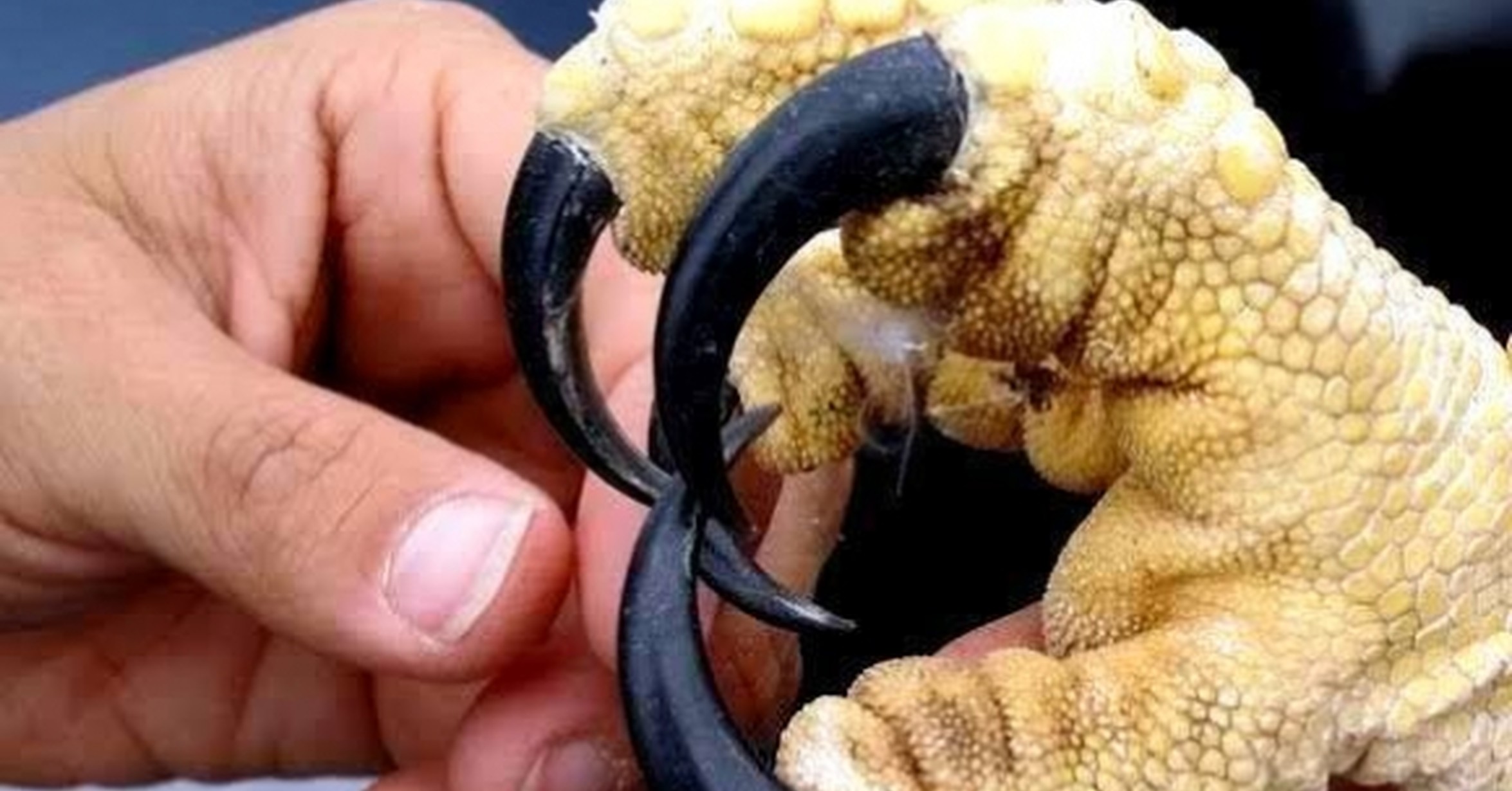 Белоголовый орлан когти. Когти хищных. Когти хищных. Когти хищных птиц. Когти медведя.