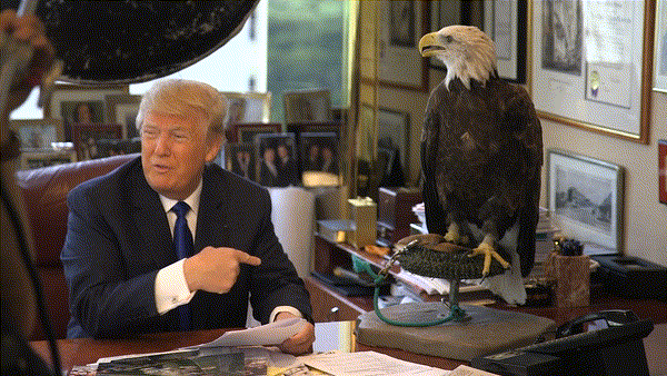 aguila,donald trump,estados unidos,simbolo americano,solo hay un pajarraco en esta imagen y no es el águila,usa