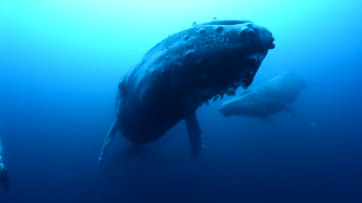 ballena,cetaceos,díria que es una jorobada,submarinista,tamaño