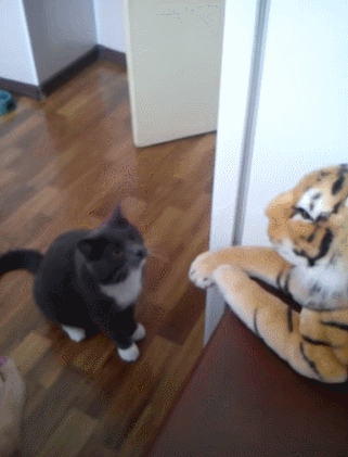 gato,la paliza es seria,muñeco,muy picao,no parece gustarlo,peluche,tigre