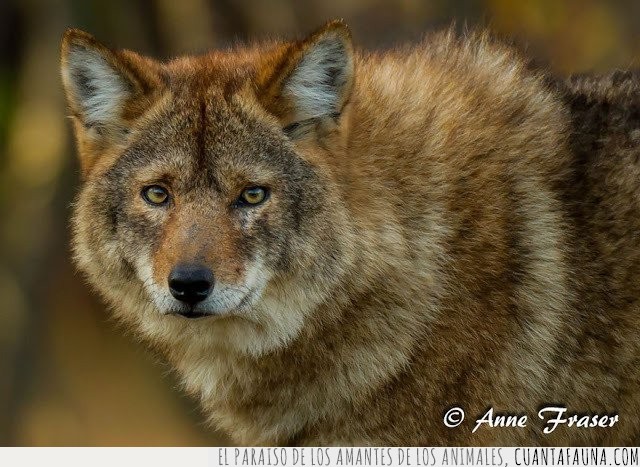 Animales híbridos,mezclas,cruces,razas,especies