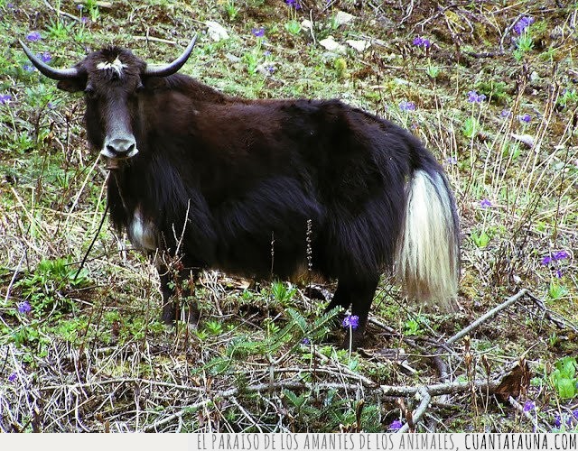 Animales híbridos,mezclas,cruces,razas,especies