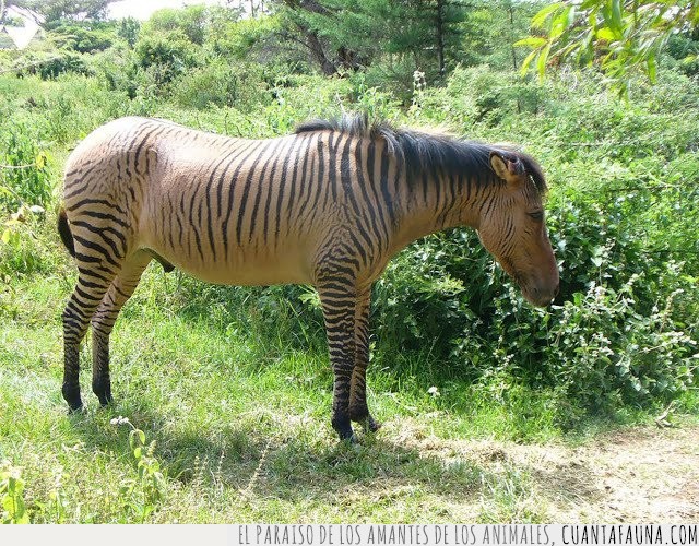 Animales híbridos,mezclas,cruces,razas,especies