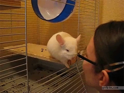 beso,chinchilla,jaula,que adorable,raton