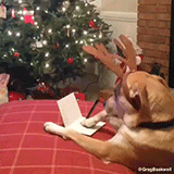 buzón,carta,navidad,perro,regalo,santa