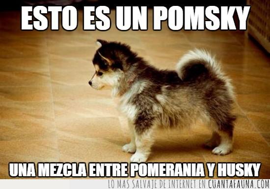 pomsky,pomerania,husky,no crecen,perro,quiero uno,quiero dos,queiro mil