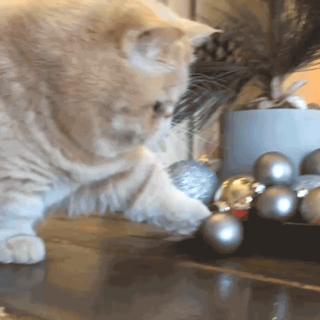 arbol,arbolito de navidad,bolas,gato,humano,navideño