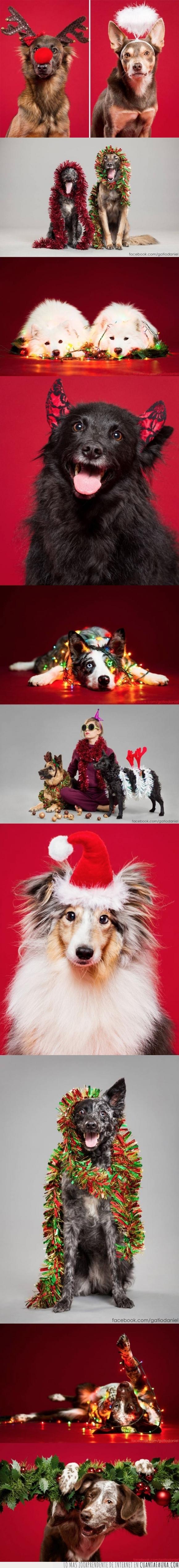 disfraz,gato,mascota,navidad,navideño,perro