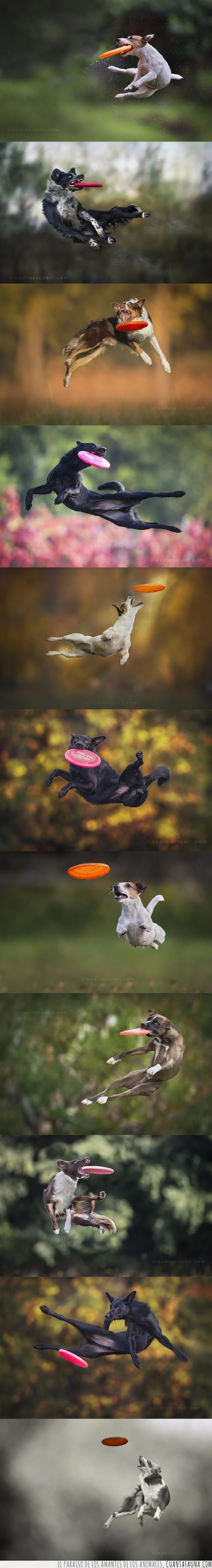 coger,derp,frisbee,momento,perro,saltar,salto