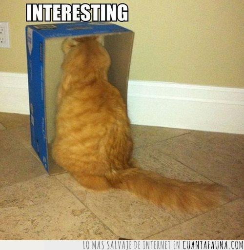 gatos,caja,interesante,los gatos son así
