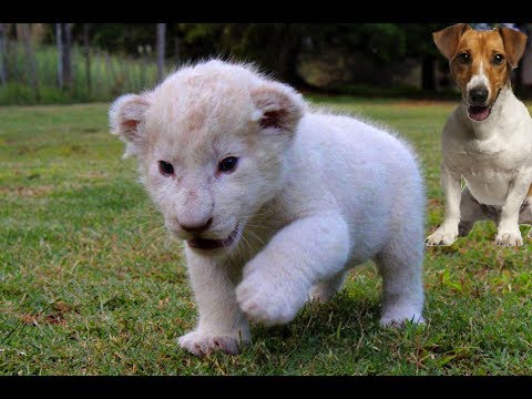 35609 - Este cachorro de león blanco te robará el corazón, igual que a estos perros