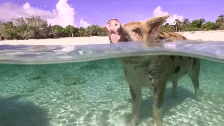 agua,cerdo,cerdos,nadadores,nadar,playa