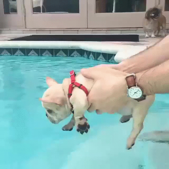 antes de tiempo,cachorro,nadar,perrito,perro,piscina