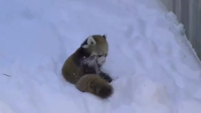 jugar,mi animal favorito,nieve,oso,panda,rojo