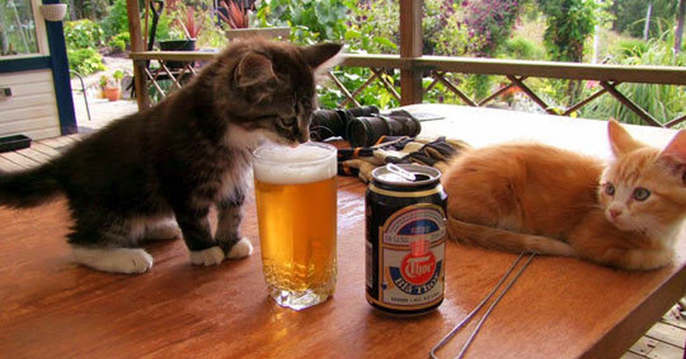 котенок не пьет. кот пьет. пиво для кошек. миски для котят. маленькие мисочки для котят.