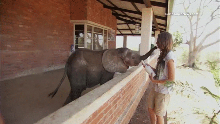cría,elefante,elefantito,orfanato,sudafrica,Thula Thula Rhino Orphanage