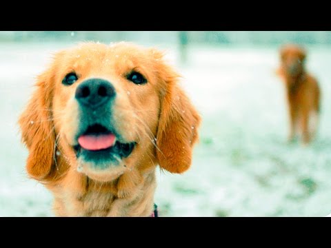 36249 - Estos perritos juegan en la nieve por primera vez