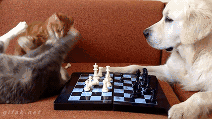 ajedrez,definición gráfica,gatos,los gatos van a lo suyo,partida,perro resignado,perros,prioridades