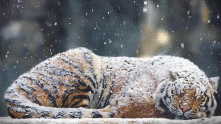 durmiendo.,nieve,tigre