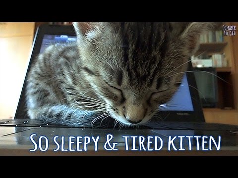 36574 - Este gatito está tan cansado que se duerme enncima de un portátil